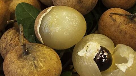 Đua nhau mua nhãn có cùi xếp lớp giá 240.000 đồng/kg