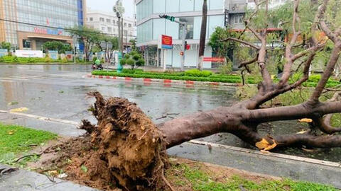 Bão số 9: Hai người chết, 5 người bị thương ở Quảng Ngãi