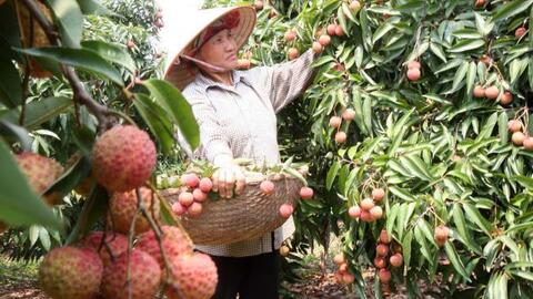 Về quê vải tổ