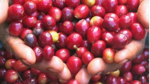 Nguồn cung cà phê thế giới được dự báo giảm, nhu cầu tăng