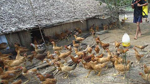 Tiêu hủy hơn 10.000 con gà mắc cúm A/H5N6 tại Bà Rịa-Vũng Tàu