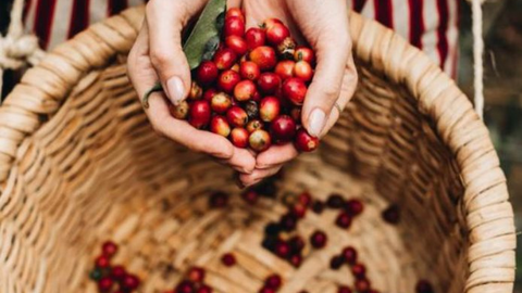 Xuất khẩu cà phê Arabica phục hồi