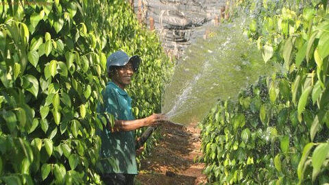 Giá tiêu 'lặng sóng' phiên thứ 4 liên tiếp