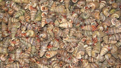 Giá thực phẩm ngày 1/7: Ốc len 180.000 đồng/kg