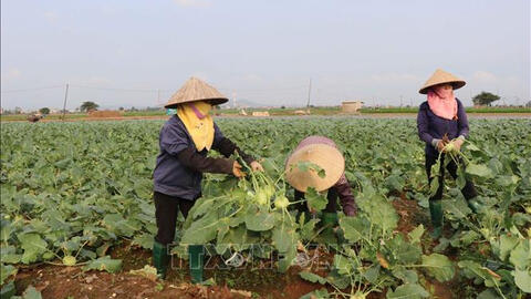 'Lao đao' su hào, bắp cải Bắc Ninh