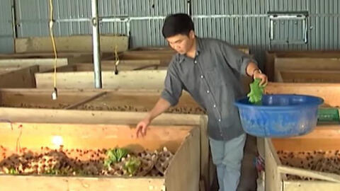 Thanh niên Hà Nội thu tiền tỷ mỗi năm nhờ vào nghề nuôi côn trùng