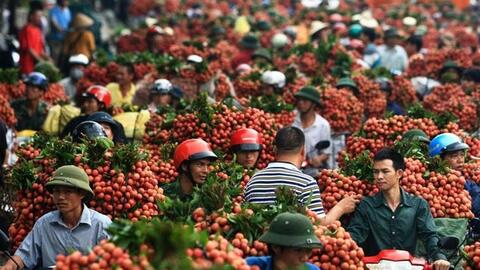 Trung Quốc thu hoạch 500.000 ha vải thiều, Việt Nam có lo?