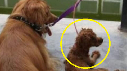 Nhà nuôi chó Golden và chó Poodle, chủ ngỡ ngàng trước kết quả của cuộc tình “vụng trộm”