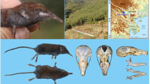 Phát hiện loài Chuột chũi vòi mới thuộc giống Uropsilus (Eulipotyphla: Talpidae) tại Tây Bắc, Việt Nam