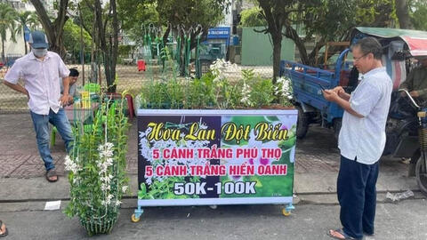 Lan đột biến từng rao bán tiền tỉ giờ bán vài chục nghìn vẫn không ai mua
