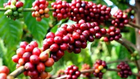 Giá cà phê đồng loạt tăng nhẹ