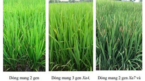 Nghiên cứu chọn tạo giống lúa kháng bệnh bạc lá bằng chỉ thị phân tử (Giai đoạn 2)