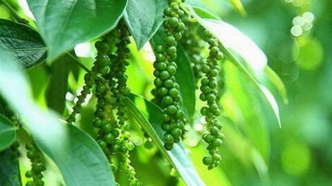 Giá tiêu bất động phiên thứ 5 liên tiếp