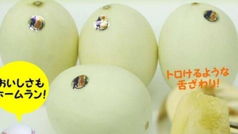 Dưa lê Nhật giá 600.000 đồng/kg có gì đặc biệt?