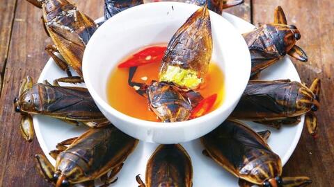 Cà cuống, nhớ chút hương xưa...