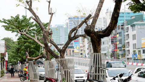 Cây phong lá đỏ, cây sưa ở Hà Nội ngày càng héo khô