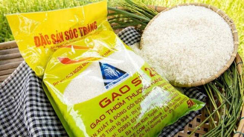 "Cha đẻ" của ST25 cảnh báo loại gạo này có thể mất quyền thi gạo ngon nhất thế