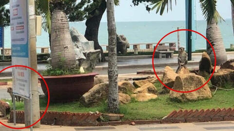 Đàn khỉ kéo nhau xuống đường phố ở Vũng Tàu sau 3 ngày giãn cách