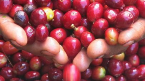 Giá cà phê được dự báo tăng do sản lượng niên vụ mới sụt giảm