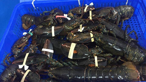 Thực hư tôm hùm Alaska giá 170.000 đồng/kg