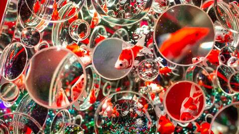Lạc vào thế giới của những chú cá vàng tại Art Aquarium 2020