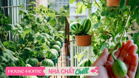 Khu vườn dưa hấu mini trên ban công ''gây bão'' MXH xứ Trung: Có đến 10 giống khác nhau, chủ nhân quanh năm tha hồ thu hoạch