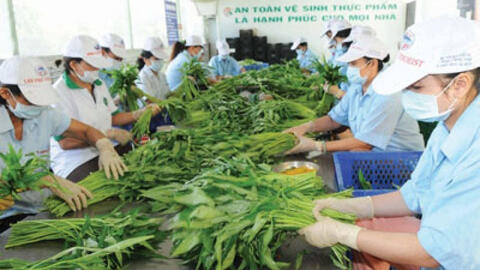 Rau sống là mặt hàng phải chịu kiểm tra dư lượng thuốc trừ sâu nhiều nhất khi vào thị trường châu Âu
