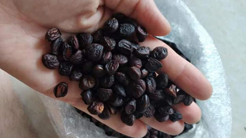 Hạt dổi rưng 2 triệu đồng/kg vẫn được khách săn lùng