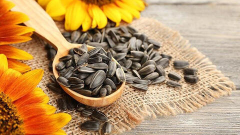 Những bài thuốc chữa bệnh từ cây hoa hướng dương