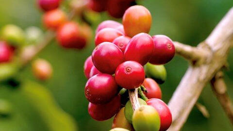 Giãn cách xã hội khiến nhu cầu cà phê hòa tan tăng, cà phê Robusta hưởng lợi?