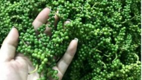 Xu hướng giá hồ tiêu 'nghỉ tết' kéo dài