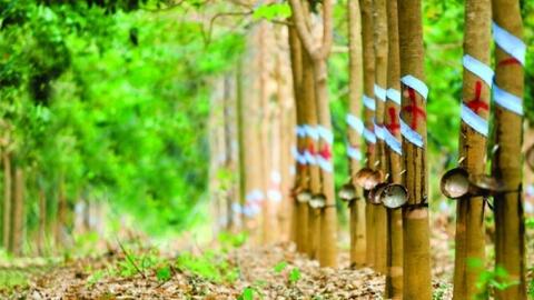 Tập đoàn Cao su nhận đền bù 600 triệu mỗi ha đất sân bay Long Thành