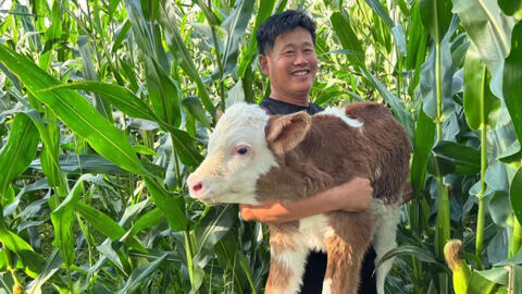 Chuyện nghề bác sĩ thú y ở nông thôn: Cả ngày "lặn ngụp" trong chuồng gia súc, hy sinh giấc ngủ để cứu lấy cả gia tài của dân làng