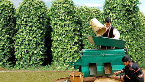 Giá tiêu lên mức 60.000 đồng/kg