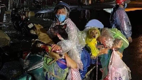 Vụ tiêu hủy 15 con chó ở Cà Mau: Trưởng trạm y tế xin nghỉ việc