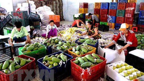Xuất khẩu rau quả sang Trung Quốc đạt hơn 1,7 tỷ USD