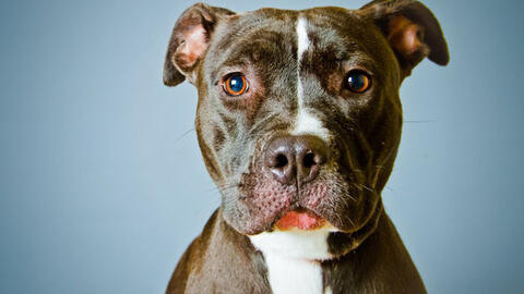 Những nước cấm nuôi giống chó Pitbull