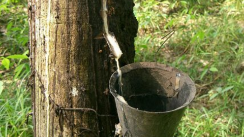 Xuất khẩu cao su phục hồi