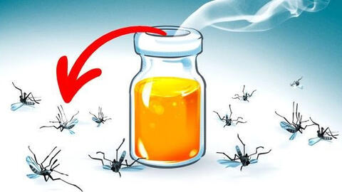 10 loại tinh dầu có tác dụng diệt muỗi, bạn có thể tự làm tại nhà