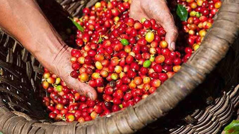 Giá cà phê Tây Nguyên giảm còn 30.800 đồng/kg