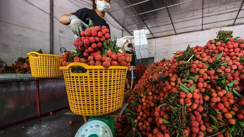 Giá bán vải thiều Bắc Giang tại TP.HCM lên tới 60.000 đồng/kg