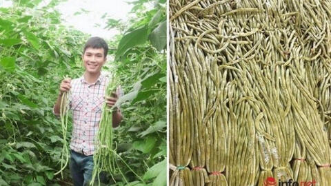 Chàng trai 9X mở xưởng sấy bí đỏ, trồng đậu đũa muối chua xuất khẩu chua thu hàng tỷ đồng