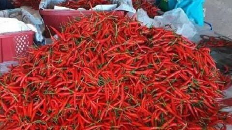 Trung Quốc cấm nhập khẩu ớt từ Việt Nam là thông tin giả mạo