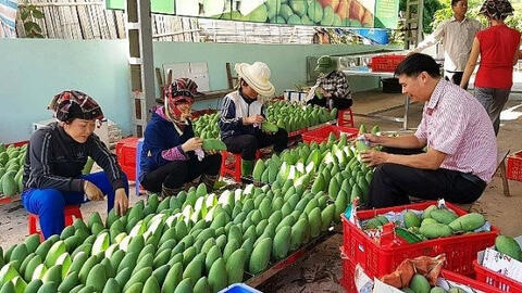 Kim ngạch xuất khẩu rau quả thấp nhất trong 1 năm qua
