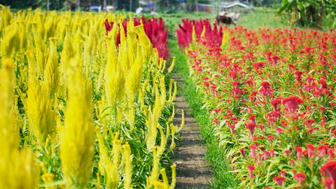 Hoa cảnh chợ Tết 2022 khan hàng, tăng giá mạnh