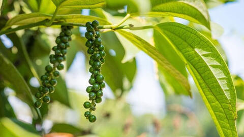 Giá tiêu đồng loạt tăng trở lại