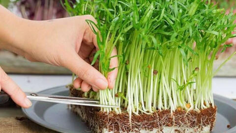 Ăn rau mầm trồng từ hạt giống rau lớn có nguy cơ bị ung thư?