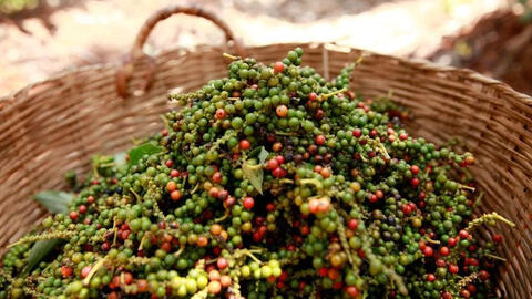 Giá tiêu trong nước tăng 500 đồng/kg, tiêu thế giới giữ ở mức cao