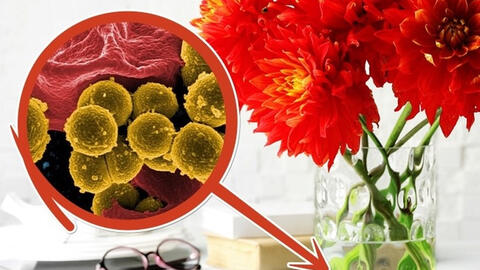 Làm thế nào để giữ hoa tươi, lâu tàn suốt Tết