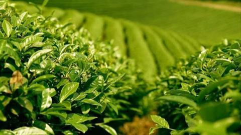 Xuất khẩu chè thu về 113 triệu USD